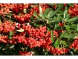 Pyracantha crenatoserrata